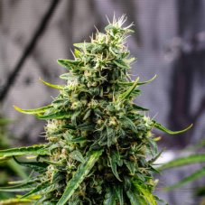 Rock Machine - autoflowering seeds 3 pcs, Doctor's Choice