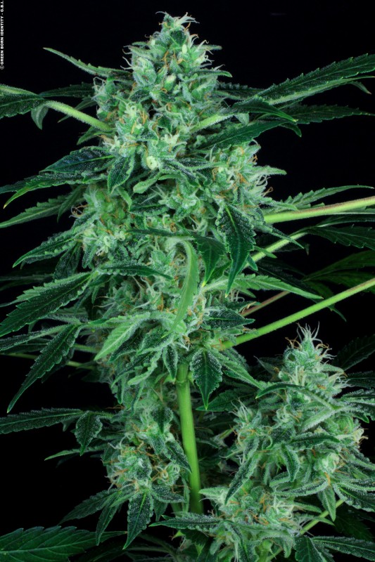 Auto White Berry - feminizovaná a samonakvétací semínka 3ks Paradise Seeds