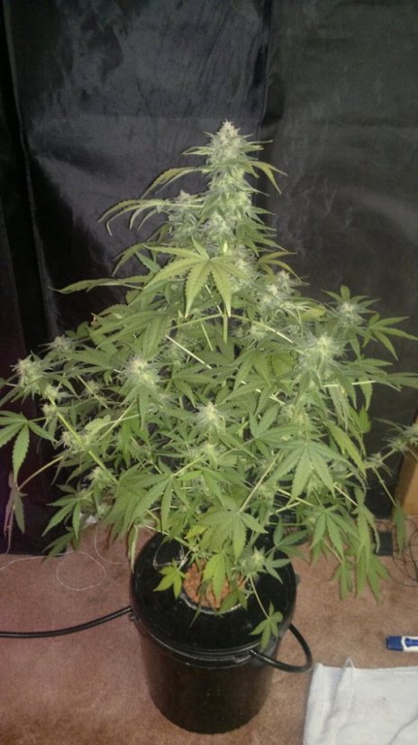 PolarLight  3®- autoflowering semienka 7ks Dutch Passion
