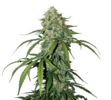 CBD 1: 1 Nasiona samopoziomujące Silver Lime Haze 3 szt