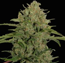 Triple Cheese - feminizovaná semena 10 ks Barney´s Farm