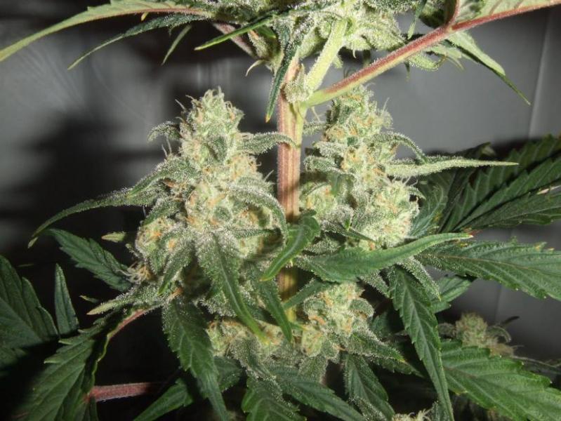 Cream Mandarine Auto - feminizované a autoflowering semienka 5ks Sweet Seeds