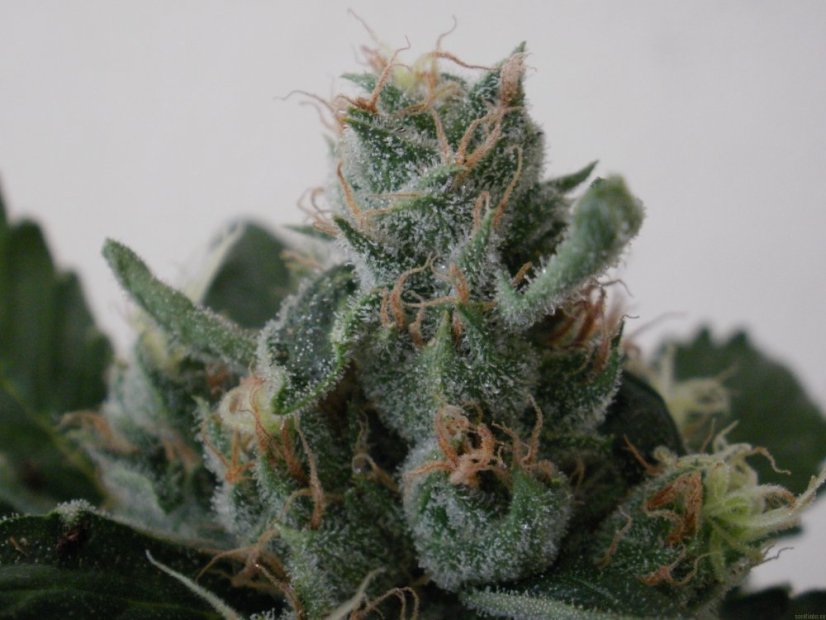 Psicodelicia - Feminisierte Samen 5ks Sweet Seeds