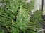 AutoXtreme® - autoflowering Seeds 3 pcs Dutch Passion