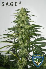 T.H. Seeds La S.A.G.E. Feminized Seeds