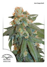 Auto Orange Bud® - samonakvétací semena 7 ks Dutch Passion