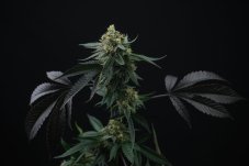 Perfect Tree Seeds Lime Ozz feminizowane nasiona