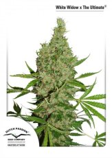 White Widow X The Ultimate® - štandardizované semená 10 ks Dutch Passion