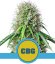 Royal CBG Automatic - self-flowering seeds 10 pcs Royal Queen Seeds
