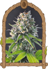 Honey Mints - Premium Feminisierte Samen, 10er Pack, Exotic Seed