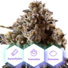 Бисквитки от сладолед - феминизирани семена 3 бр Cannapio