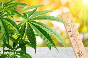 CANNABIS AND HEAT STRESS: HOW TO RECOGNIZE AND RESOLVE IT?