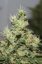 CBD Kush®- feminizované semienka 3 ks Dutch Passion