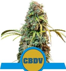 Royal CBDV Automatic - samokvitnúce semená 10 ks Royal Queen Seeds