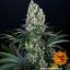 Blueberry OG - feminized marijuana seeds 3 pcs Barney´s Farm
