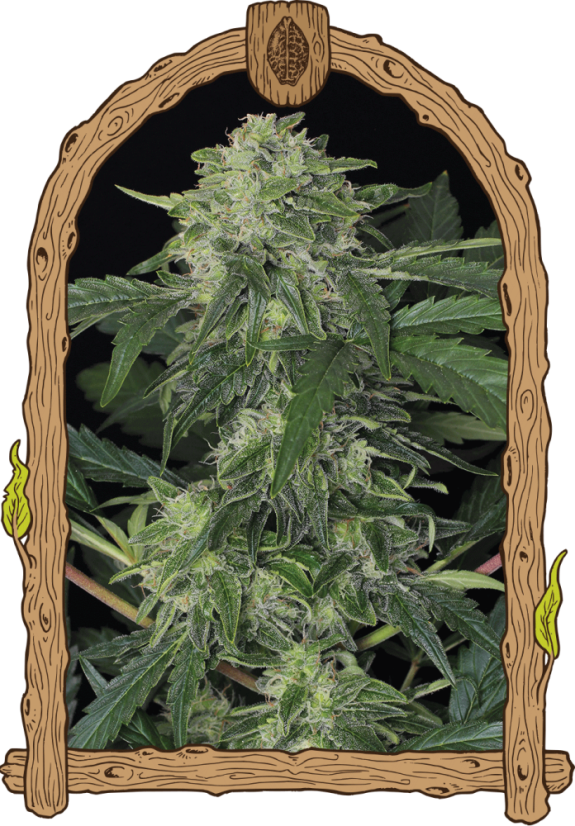 Jungle Fever Auto – feminisierte selbstblühende Samen, 10 Stück, Exotic Seed