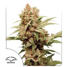 CBG-Force Auto Feminizované Semená - 3