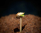 Solutions for Cannabis Seed Germination Problems