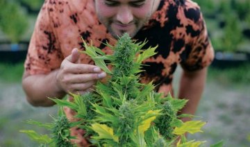 Can Medical Marijuana Help Reduce the Opioid Epidemic?
