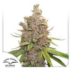 Glueberry O.G. autoflower - feminizované semienka 7 Ks Dutch Passion