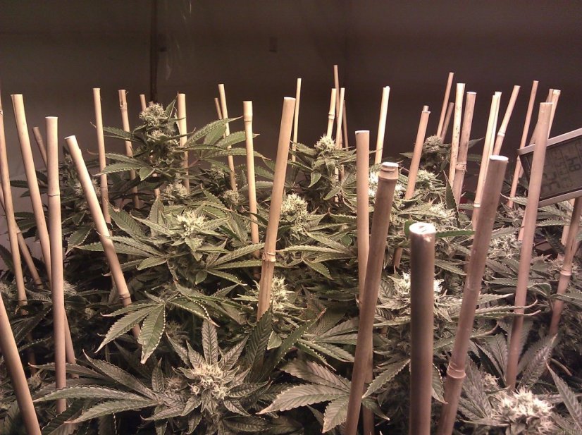 Phatt Fruity – feminizované semienka 5 ks Barney Farms