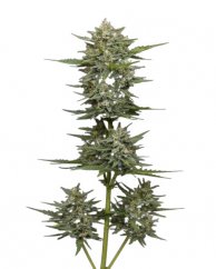 Vanilla Latte Auto - autoflowering marijuana seeds 10 pcs, Humboldt Seed Company