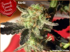 French Touch Seeds Kikiriki regulérní semena