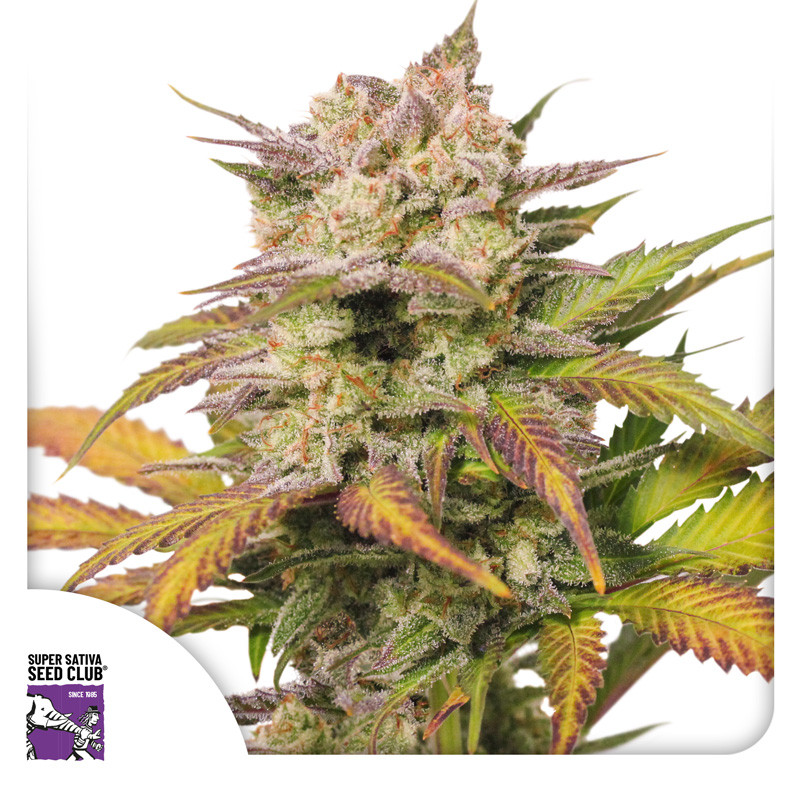 Auto Sweet Bourbon Kush - autoflowering semená 3 ks Super Sativa Seed Club