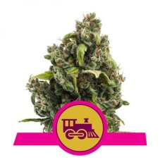 Candy Kush Express Fast Flowering feminizované semienka 3ks Royal Queen Seeds