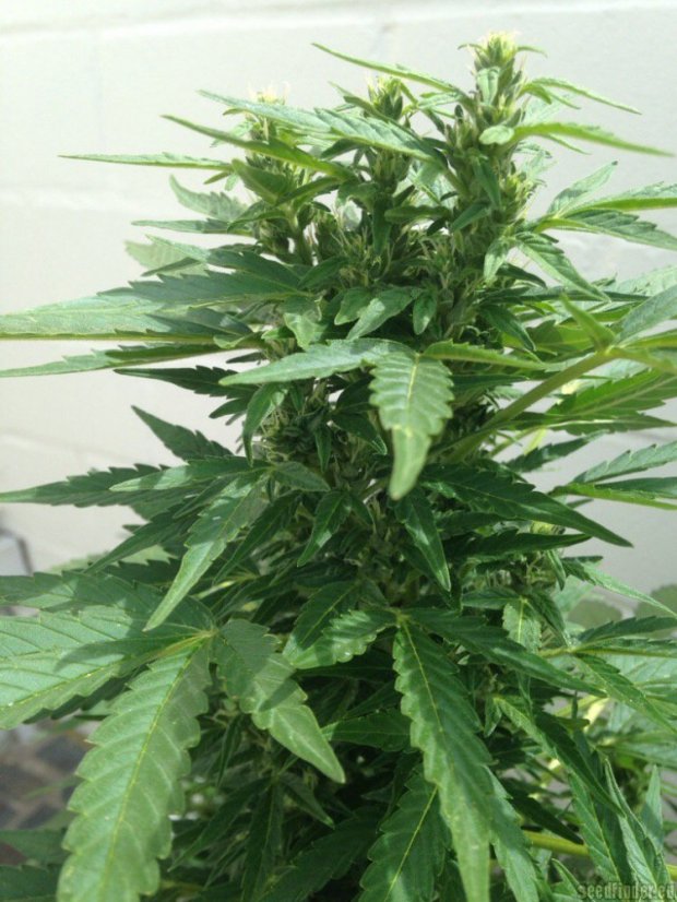 AutoDurban Poison®- autoflowering semienka 3ks Dutch Passion