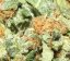 Skunk Haze 18 ks štandardizovaná semienka Mr. Nice