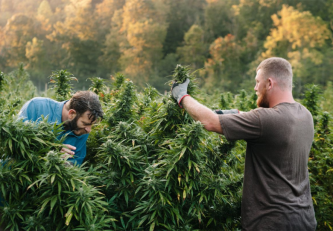 Cannabis harvest: how to know when it's harvest time?