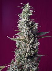 Sweet Cherry Pie - feminizované semienka 3 ks Sweet Seeds