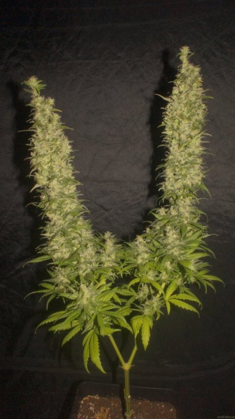Monster - 9ks feminized semená Eva Seeds