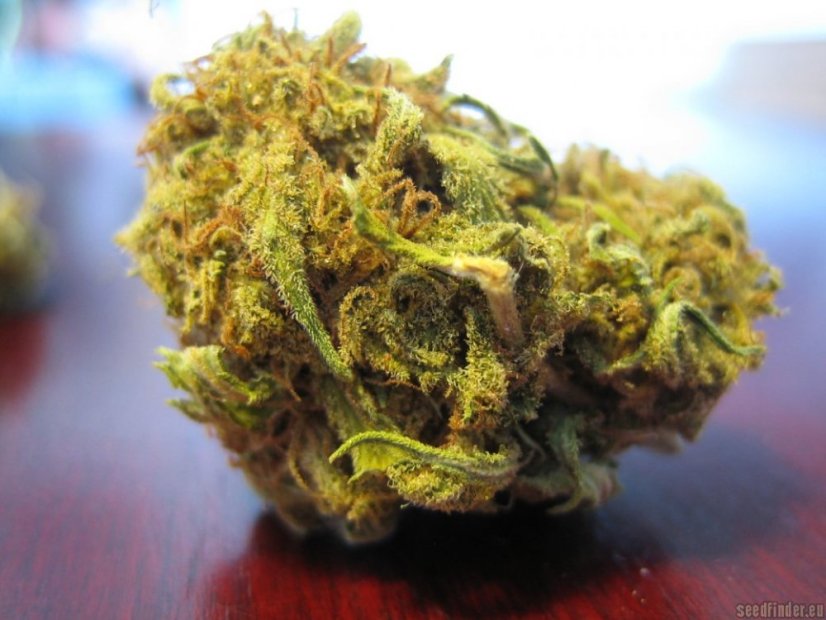 Utopia Haze – feminizovaná semínka 10ks Barney's Farm