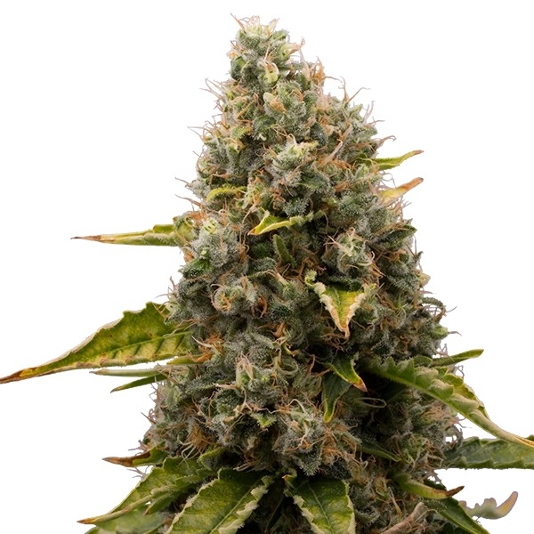 White Widow - feminizovaná semínka Royal Queen Seeds 3 ks