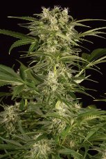 Lemon Juice Express Auto - fem. a samonakvétací semínka 5ks Humboldt
