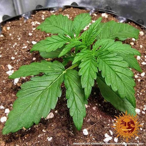 Zkittlez OG Auto - autoflowering marijuana seeds 3 pcs Barney's Farm