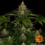 Shiskaberry - feminizované semená marihuany 5 ks Barney´s Farm