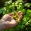 BIO Parsley - 100% Natural Essential Oil (10ml) - Pestik