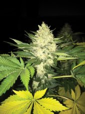 T.H. Seeds Roof 95 feminized seeds, 2 pcs