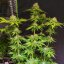 Super Mad Sky Floater - feminized seeds 8 pcs, Super Sativa Seed Club