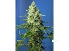 Sweet Seeds Auto Honey Peach CBD samonakvétací semena