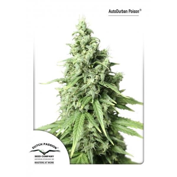 AutoDurban Poison®- samonakvétací semínka 7ks Dutch Passion