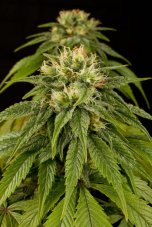 Lemon Juice Express Auto - fem. și semințe autofloritoare 3pcs Humboldt