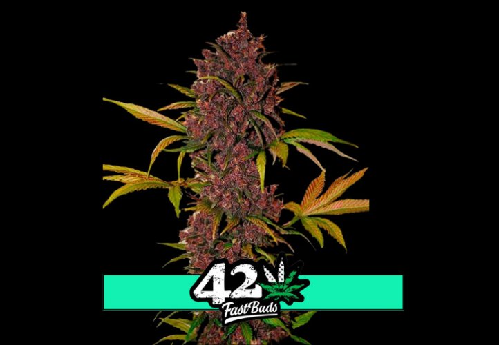 LSD-25 Auto - samonakvétacie semená marihuany 10 ks Fast Buds