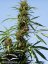 Purple 1 - feminized seeds 5 pcs Dutch Passion