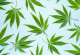 Cannabis leaves: how do they differ and how to use them?