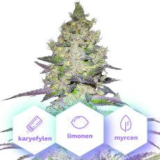 Sunset Sherbet - nasiona feminizowane 5 szt Cannapio