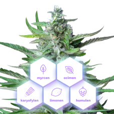 Special Kush 1 - feminizovaná semena konopí, 10 ks, Cannapio